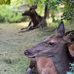 Dzika Natura Daire