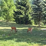 Dzika Natura