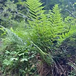 Dzika Natura * Szczawnica
