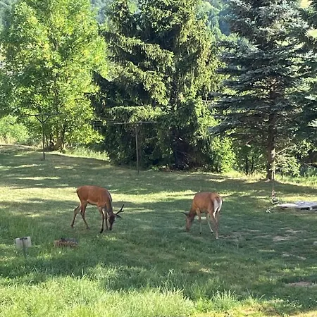 Dzika Natura