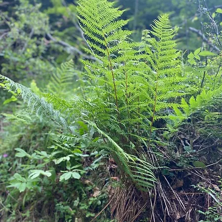 Dzika Natura * שצ'בניצה